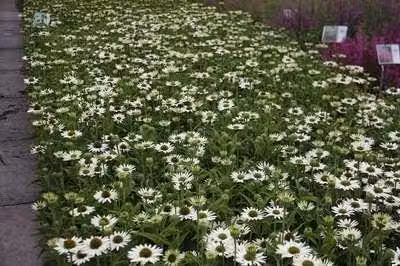 6 x Echinacea purp. 'Virgin'® - fiore di conifera - vaso 9 x 9 cm