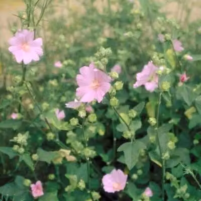 6 x Lavatera hybr. 'Candy Floss' - malva a cespuglio - vaso 9 x 9 cm