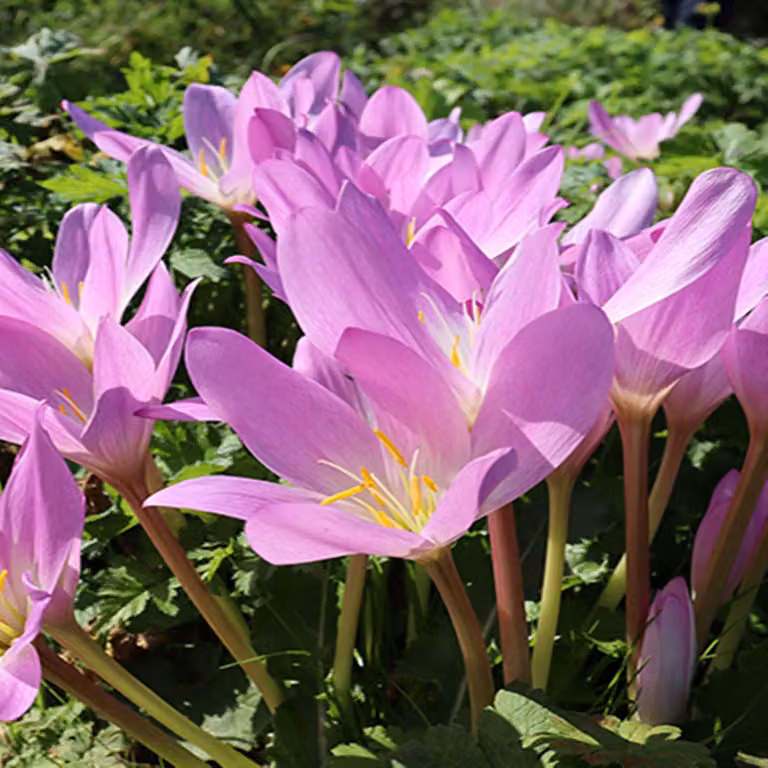 Colchicum, bulbi, fiori, piante autunnali, Tenorii, 1 pezzo.