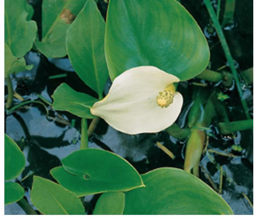 6 x Calla palustris - Calla d'acqua di palude - vaso 9 x 9 cm
