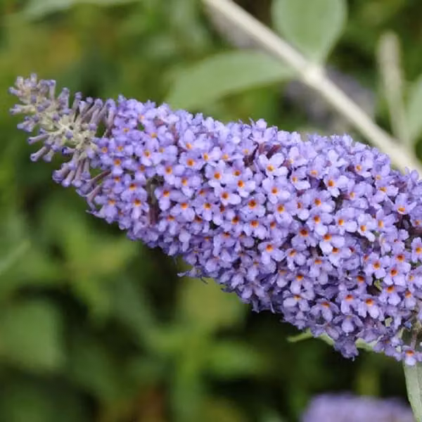 2 piante di buddleja (Sommerflieder) - varietà 'Lochinch' | altezza 40-60 cm, in vaso