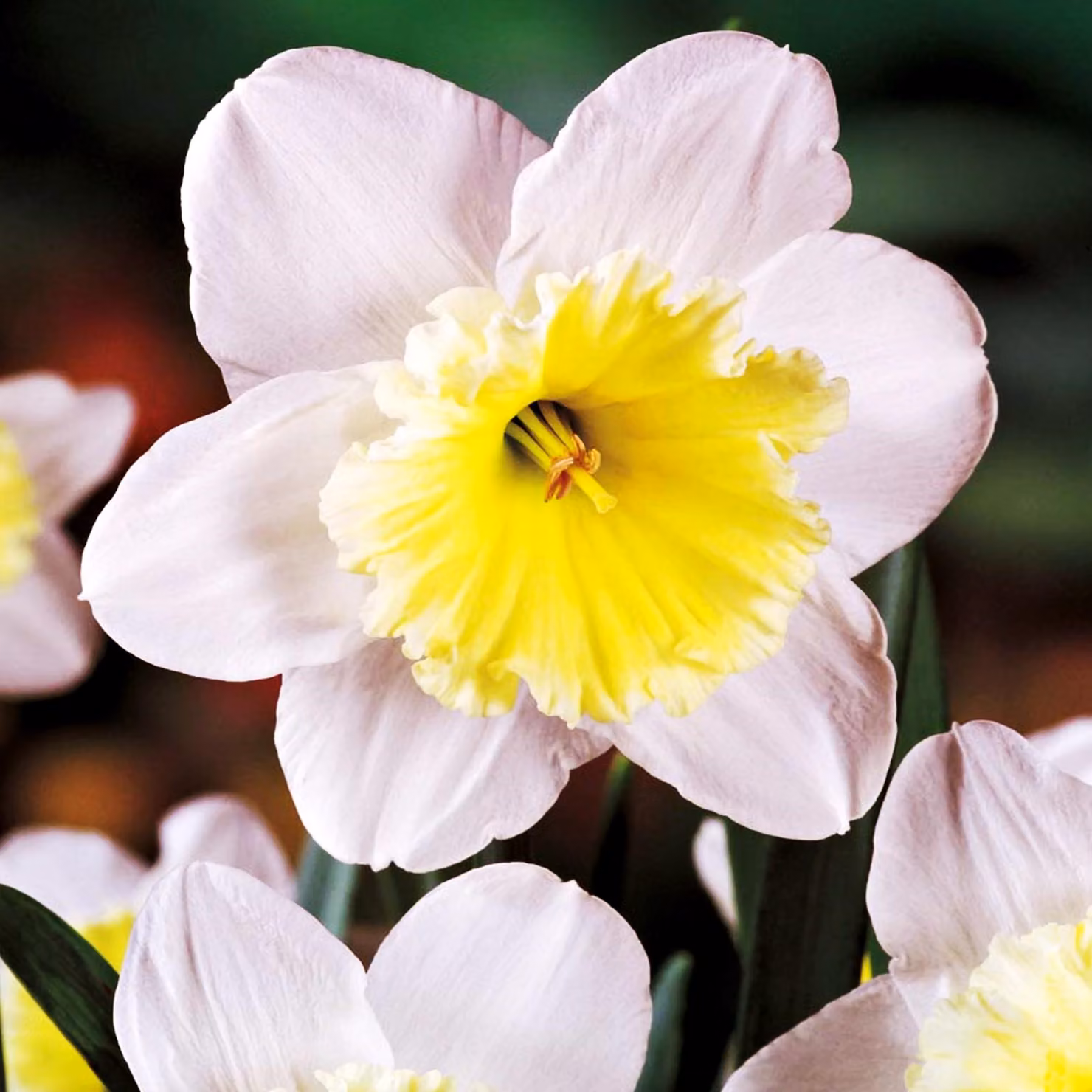 Bulbi di giunchiglia Bulbi di fiori Narcisi a grande Ice Follies 5 pz.