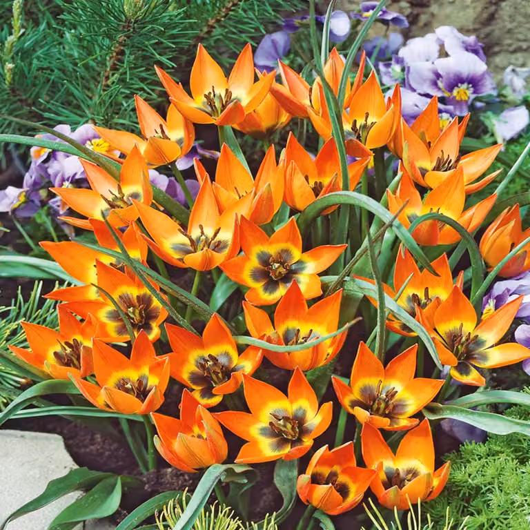 Tulipani Bulbi Fiori Botanici Tulipano Piccola Principessa 5 pz.