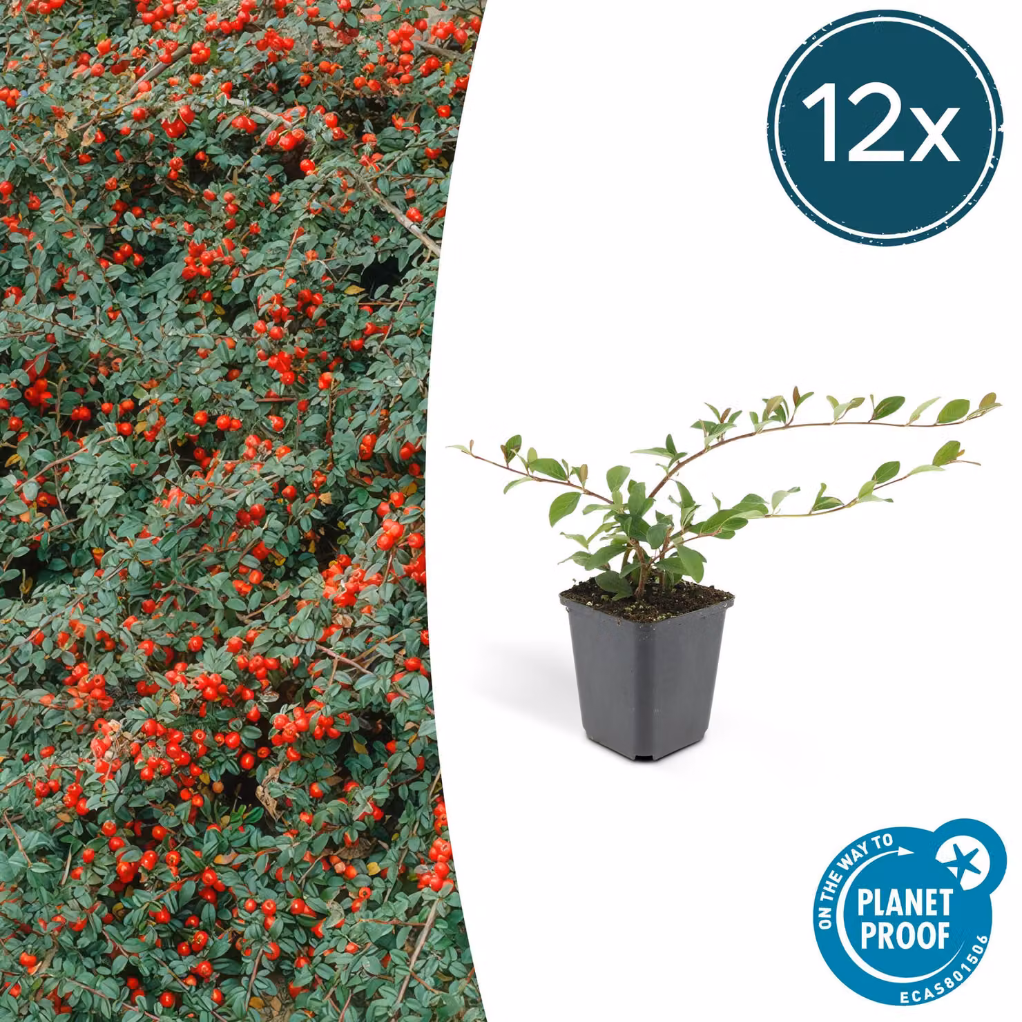 Copertura del terreno - Cotoneaster dammeri - Cotoneaster a tappeto - Vaso da 9 cm - Set di 12 piante
