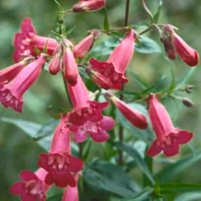 6 x Penstemon hybr. 'And. F. Hahn' ('granata') - Filo di barba - Vaso 9 x 9 cm