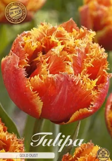 Fransen-Double - Goldstaub (Premium) - Tulipa