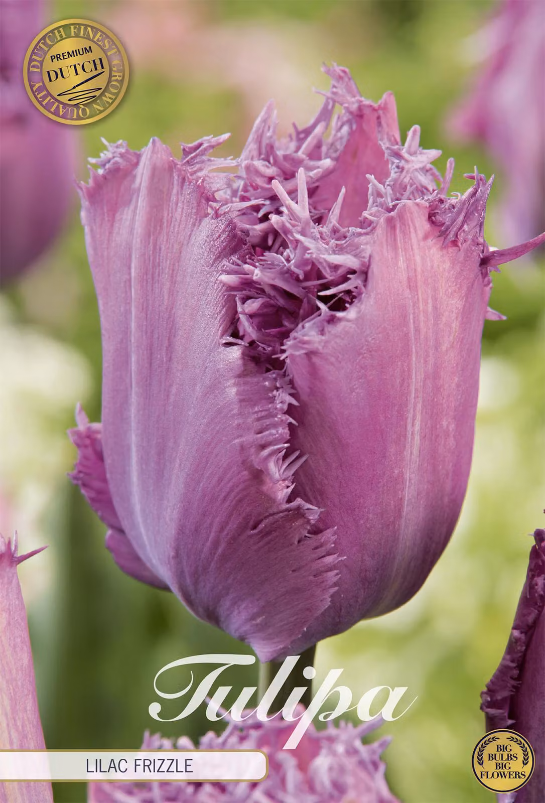 Tulipano Lilac Frizzle (7 bulbi) | Bulbi di tulipano di Sam van Schooten