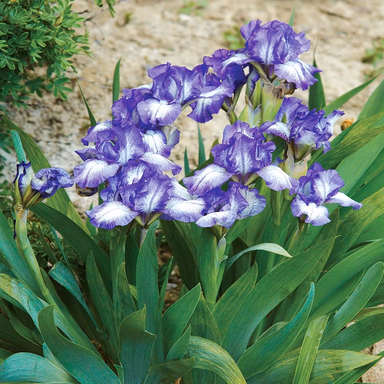 Iris Pumila Nisko Petit Polka 1 pz. Iris Rizomi Piantine Iris