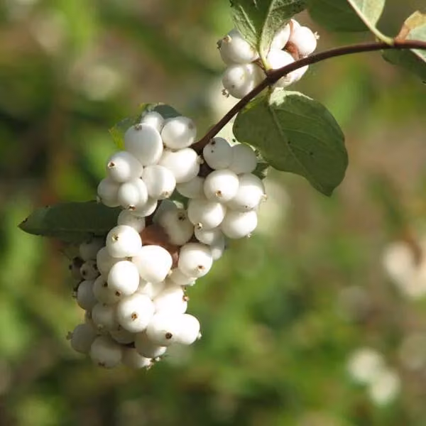 2 piante di Schneebeere (Symphoricarpos doorenbos 'White Hedge'), altezza 50-60 cm, in vaso
