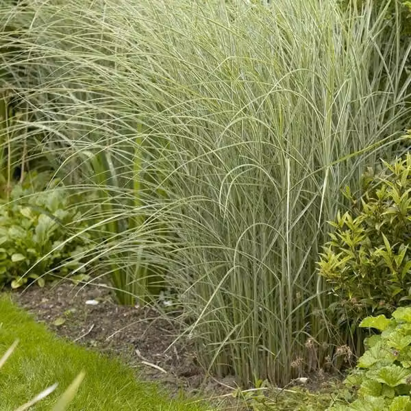 6 piante di *Miscanthus sinensis* "Morning Light" | Vaso da 9x9 cm