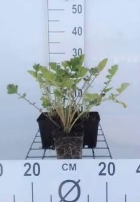 6 x Geum chil. 'Mrs. Bradshaw' ('feuerball') - Nelkenwurz - Topf 9 x 9 cm
