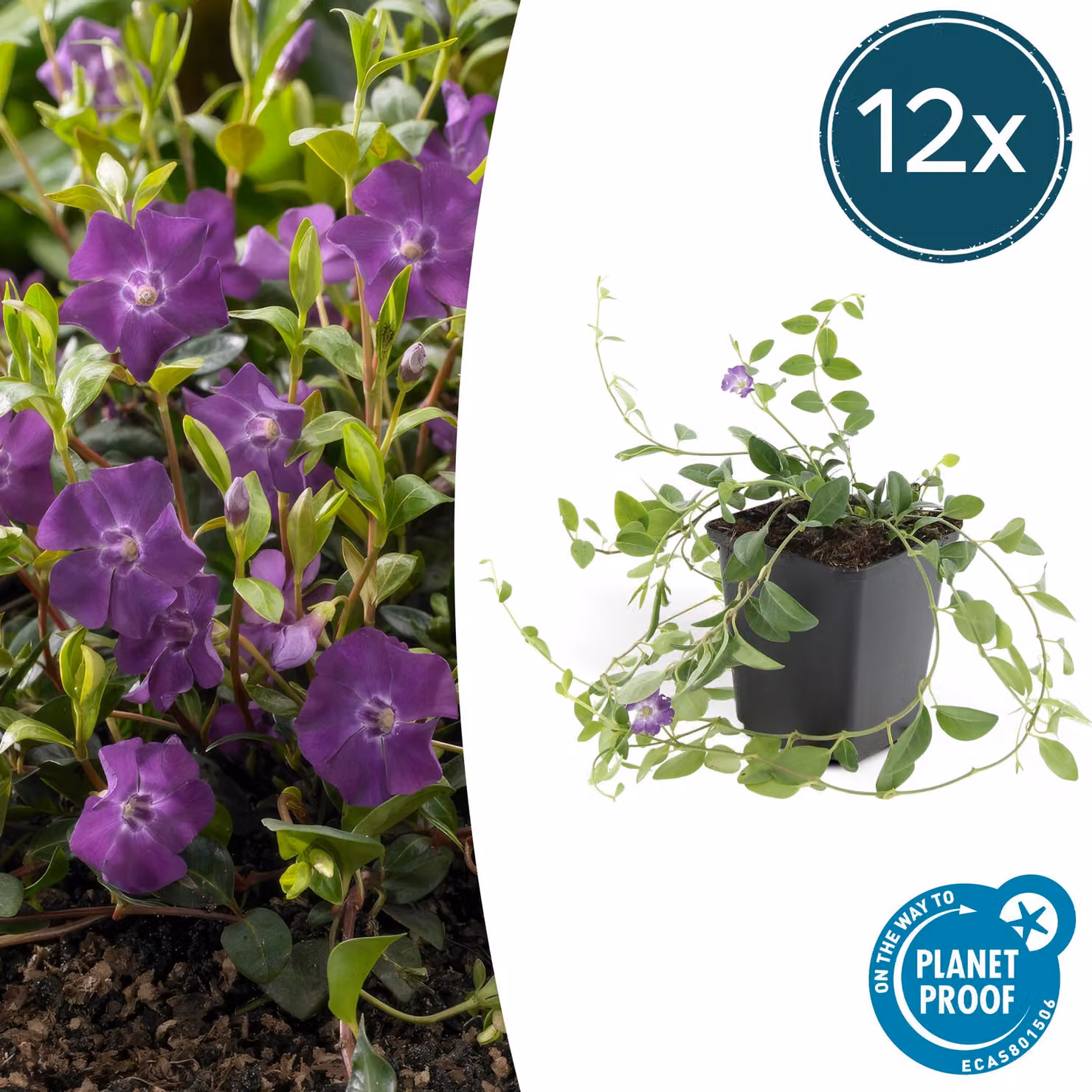 Copertura del terreno - Piccola pervinca - Vinca minor 'Atropurpurea' - Vaso da 9 cm - Set di 12 piante