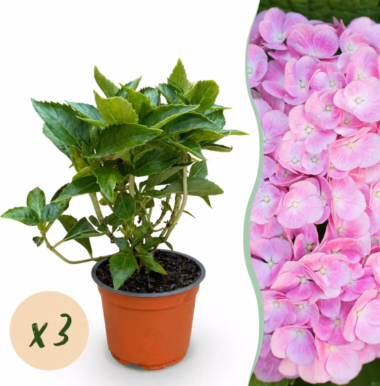 Hydrangea macrophylla Pink - Ortensia - Difficile - Rosa - 3 piante - 20-30cm - Ø12cm - Pianta da giardino