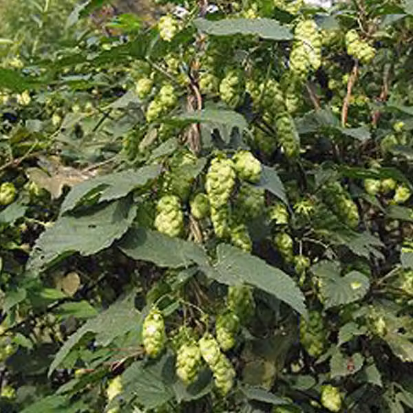 6 piante di Humulus lupulus 'Target' | Vaso da 9x9 cm