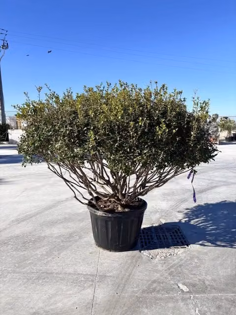 Osmanthus x Burkwoodii Multitronco 80 di Vivaio Garden Forest, Arbusto Ornamentale con Fiori Bianchi e Foglie Verdi