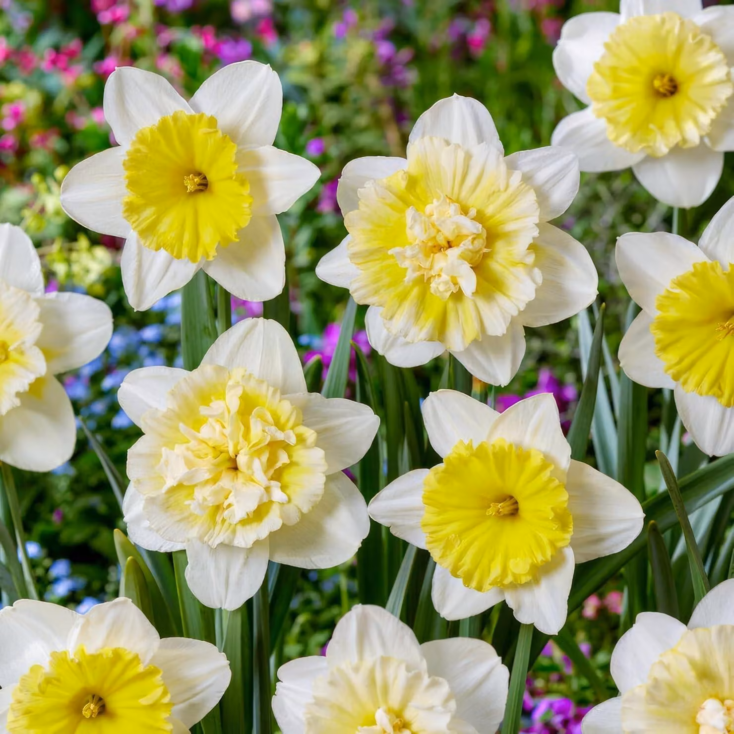 Bulbi di narciso resistenti al freddo, perenni - Narcisi "Ice King" - 25 bulbi - Piante profumate provenienti dall'Olanda - adatti per giardino e vasi (non semi, non prodotti artificialmente)