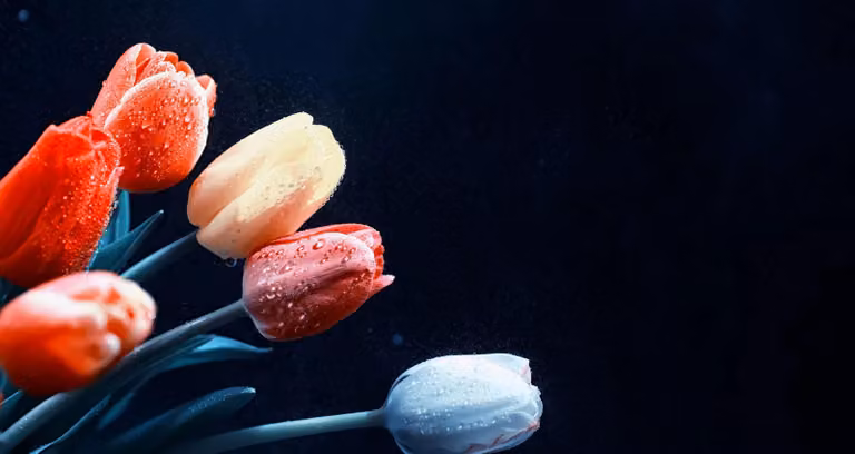 Protezione del radiatore Decorazione della stanza - Elegante mascheratura con tulipani Tampone magnetico 60x100