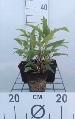 6 x Echinacea purp. 'Doubledecker' - Sonnenhut - Topf 9 x 9 cm