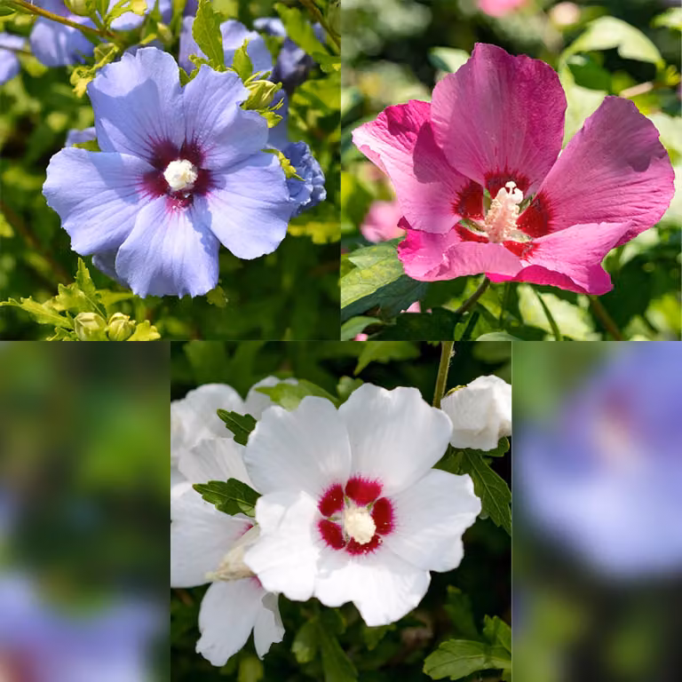 Hibiscus syriacus Tricolour, 3 piante da 17cm, altezza 45cm, ibisco da giardino