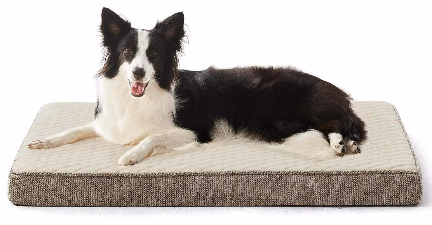 Cuccia ortopedica per cani di grossa taglia, lavabile, antiscivolo, dimensioni 89x56x8 cm, color beige