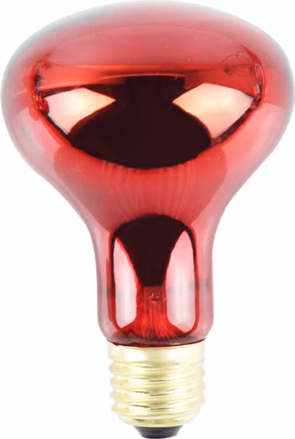 Lampada termica per rettili, riscaldatore notturno a infrarossi da 100W, per lucertole e serpenti