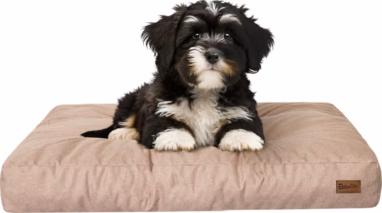 Materasso per cani "Grand Light" - 75x50cm - Cuccia idrorepellente - Rettangolare - Outdoor & Indoor | PillowPrim