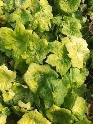 6 x Podophyllum hybr. 'Spotty Dotty'® - Podophyllum - Vaso 9 x 9 cm