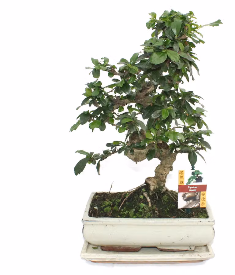 Bonsai Fukientee - Carmona microphylla - circa 10 anni