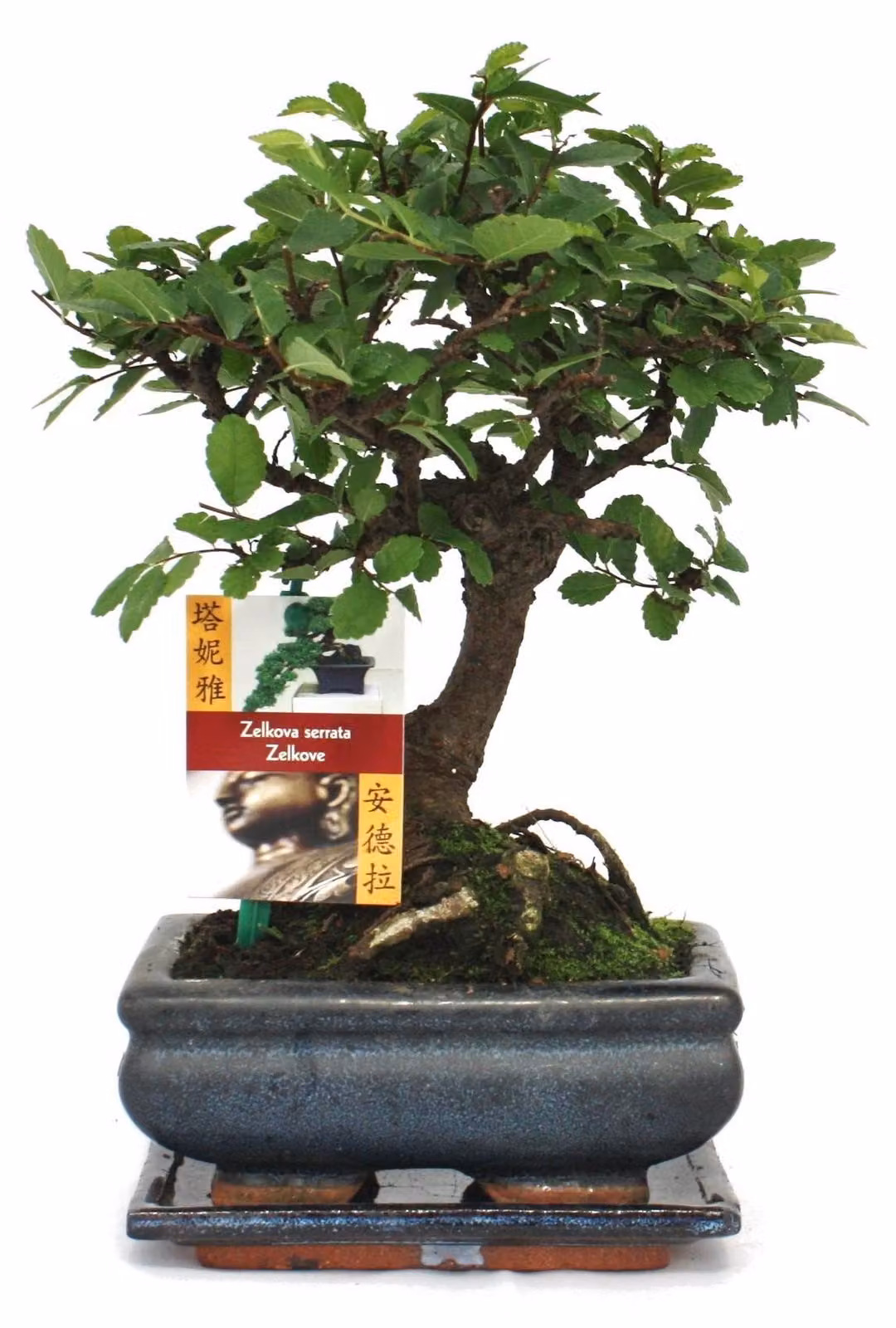 Bonsai di ulmo cinese - Ulmus parviflora - Età: circa 6 anni