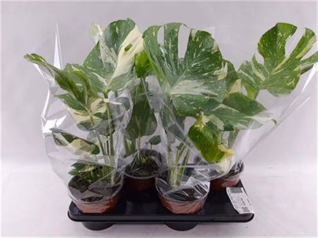 Monstera Thai Constellation Vivaio Garden Forest pianta da interno con vaso verde e bianco Altezza: 45 cm – 2