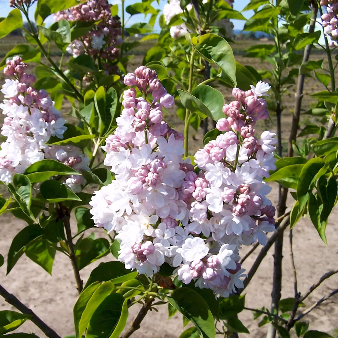 Lillaio comune - Syringa vulgaris 'Belle De Nancy' | 40-60 cm, in vaso