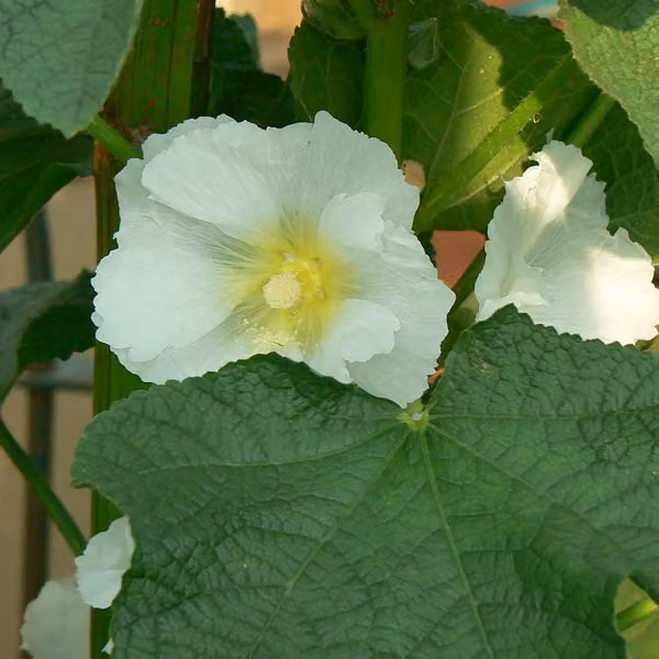 6 piante di Stockrose (Alcea rosea 'Alba') | Vaso da 9x9 cm