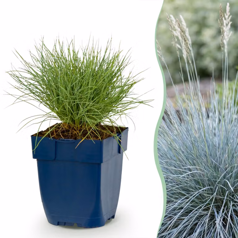 Festuca glauca - Erba blu - Sempreverde - Blu - 15-25cm - Ø11cm - Pianta da giardino