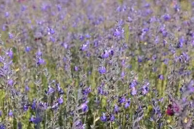 6 x Salvia greggii 'Blue Note' - Muschio stellato - vaso 9 x 9 cm