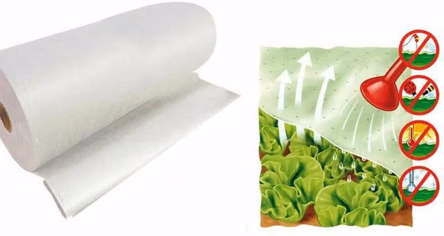 Rotolo di telo in TNT Brixo Agrithermo bianco per protezione antigelo piante e colture, L: 250 cm, H: 4 m