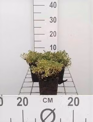 6 x Thymus praecox 'Doone Valley' - Timo - vaso 9 x 9 cm