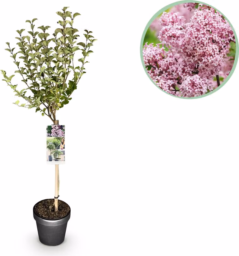 Pianta su stelo - Syringa meyeri Palibin - Pianta da terrazzo - Decidua - Resistente - Fiore viola - 80-90cm - Ø19cm - Pianta da giardino