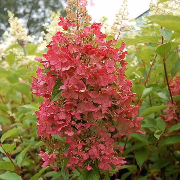 2 ortensie - Hydrangea paniculata 'Pinky Winky' | 40-50 cm in vaso