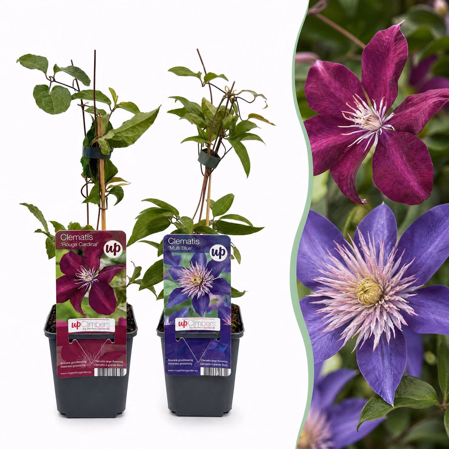 Clematis Duo Blue & Red - Clematide Duo Blu & Rosso - Blu - Rosso - Pianta rampicante | 12 pezzi - 25-35cm - Ø9cm - Pianta da giardino
