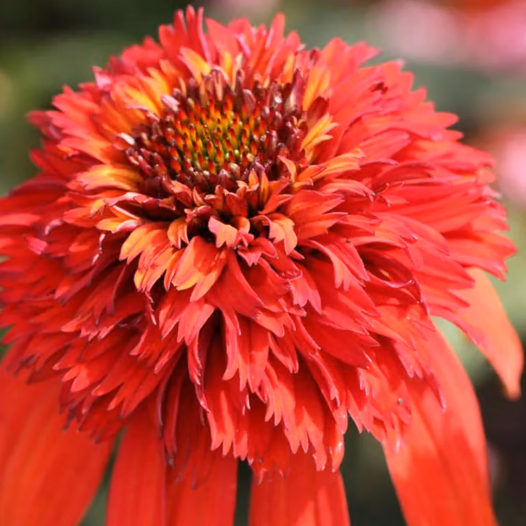 6 x Echinacea purpurea 'Hot Papaya'® (fiori simili a girasoli) | Vaso da 9x9 cm