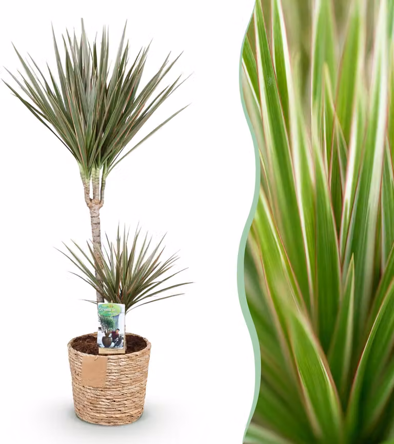 Dracaena Marginata Bicolore - Albero del drago - A bassa manutenzione - con cesto - Verde - 90-100cm - Ø21cm - Pianta d'appartamento - Sempreverde