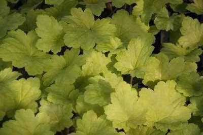6 x Heuchera hybr. 'Electric Lime' - Campane viola - Vaso da 9 x 9 cm