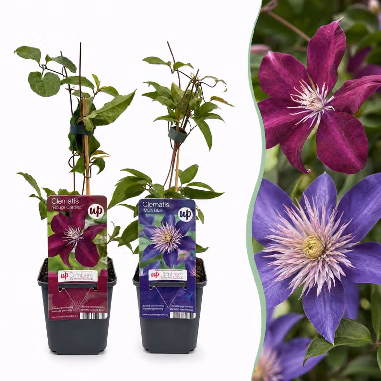 Clematis Duo Blue & Red - Clematide Duo Blu & Rosso - Blu - Rosso - Pianta rampicante | 12 pezzi - 25-35cm - Ø9cm - Pianta da giardino