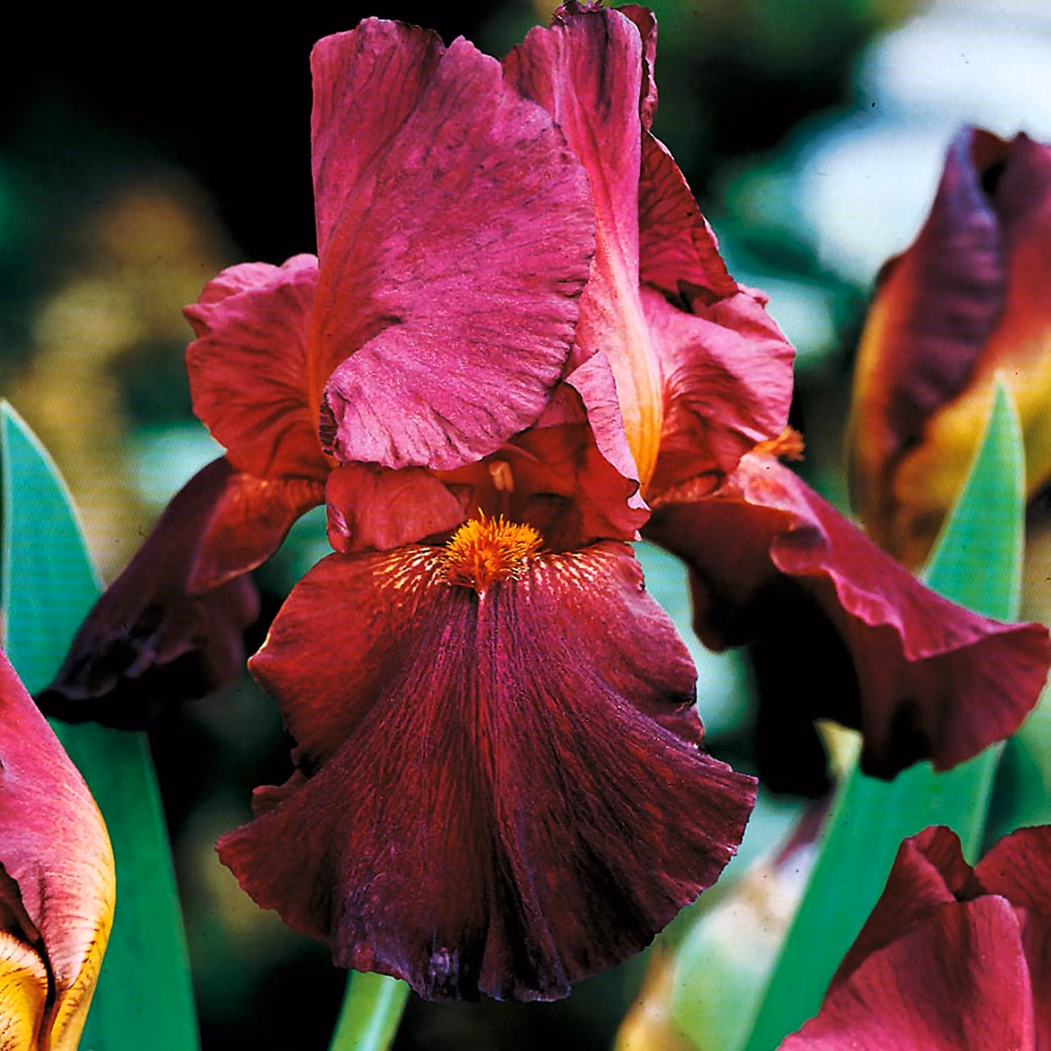 Iris Germanica Bródkowy Bordowy 1 pz Iris piantine Iris Iris