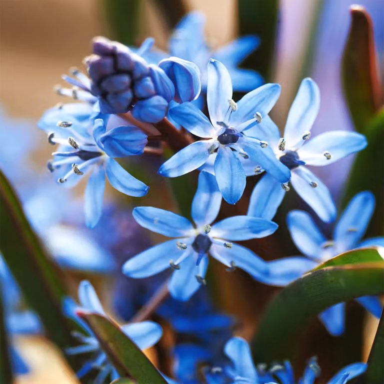 Scilla, bulbi di fiori, bulbi, fiori, Scilla a due foglie, Blue Star, confezione da 5 pezzi.