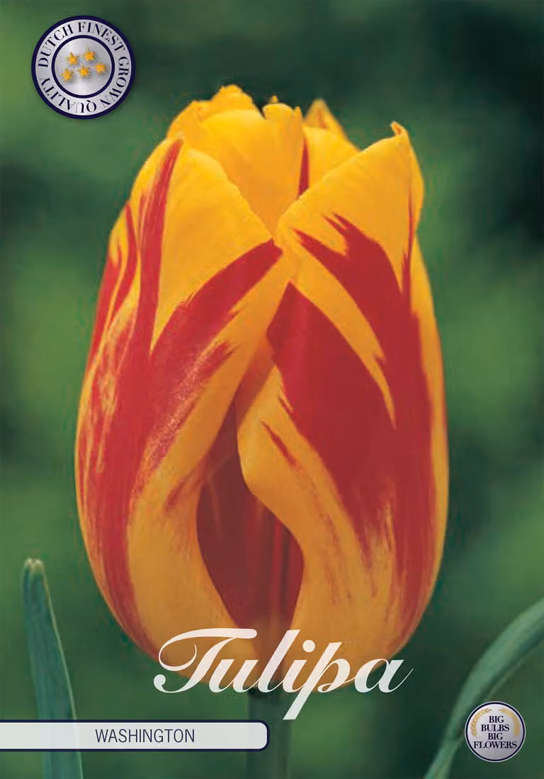 Tulipano Washington (10 bulbi) | Bulbi di tulipano di Sam van Schooten