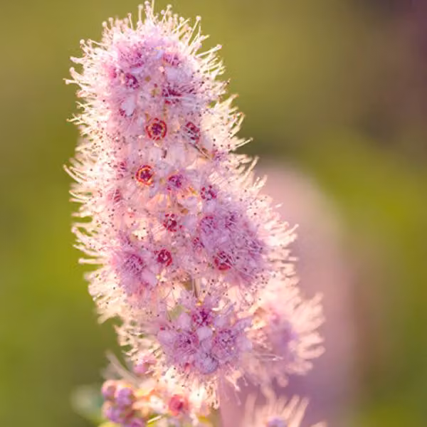 2 x *Kolbenspiere* (Spiraea billiardii) | Altezza: 40-60 cm, in vaso
