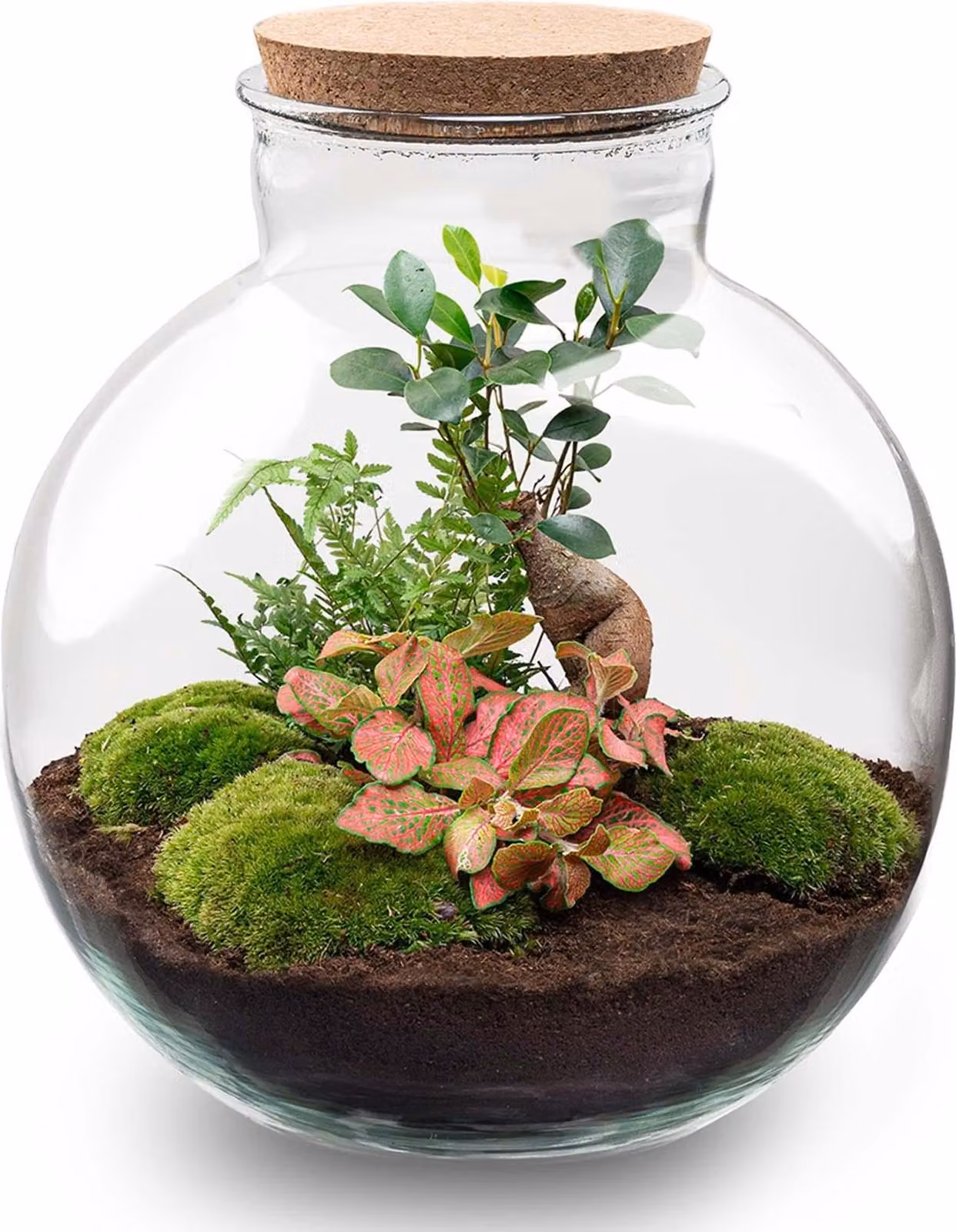 Kit fai da te per giardino in bottiglia - Set terrario Bolder Bob Bonsai