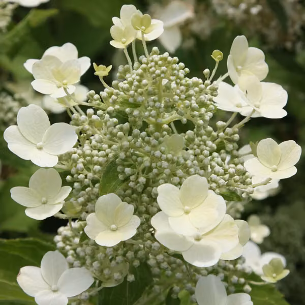 2 ortensie - Hydrangea paniculata 'Tardiva', in vaso, altezza 40-50 cm