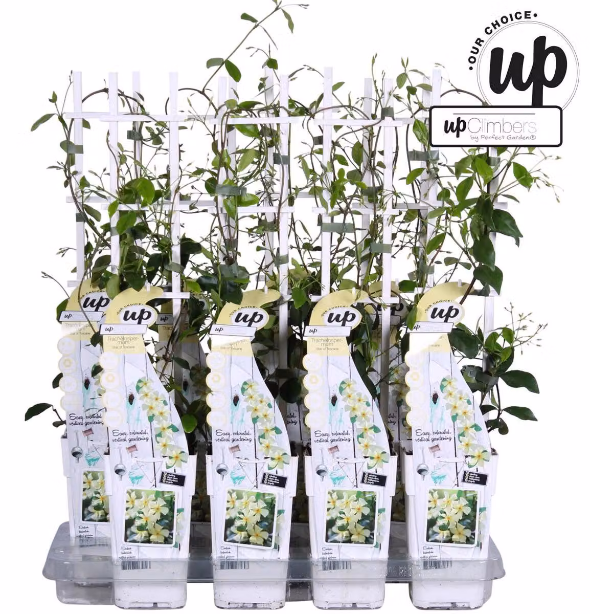 Trachelospermum jasminoides 60-70 cm Gelsomino stellato toscano